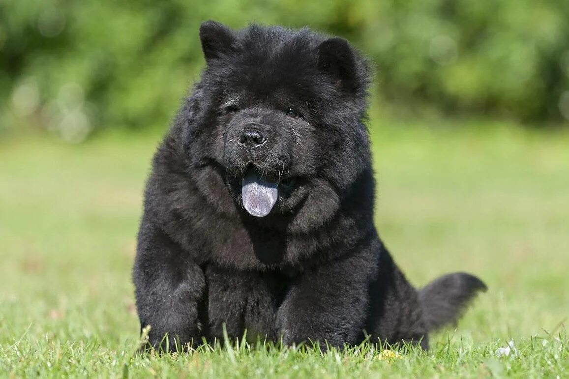 Собака мишка как называется порода. Чау-чау. chow dog порода. чау чау черного цвета. чау чау какау.