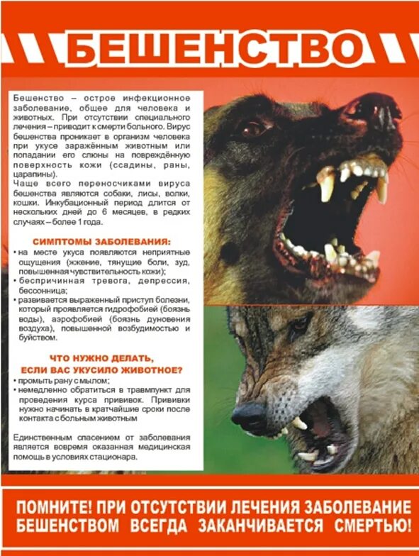 Содержание бешеный