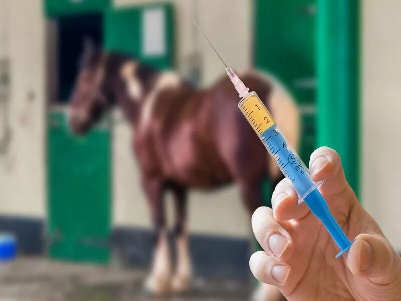 Грипп столбняк для лошадей. Вакцинация лошадей. Иммунизация лошадей. Вакцины для лошадей.