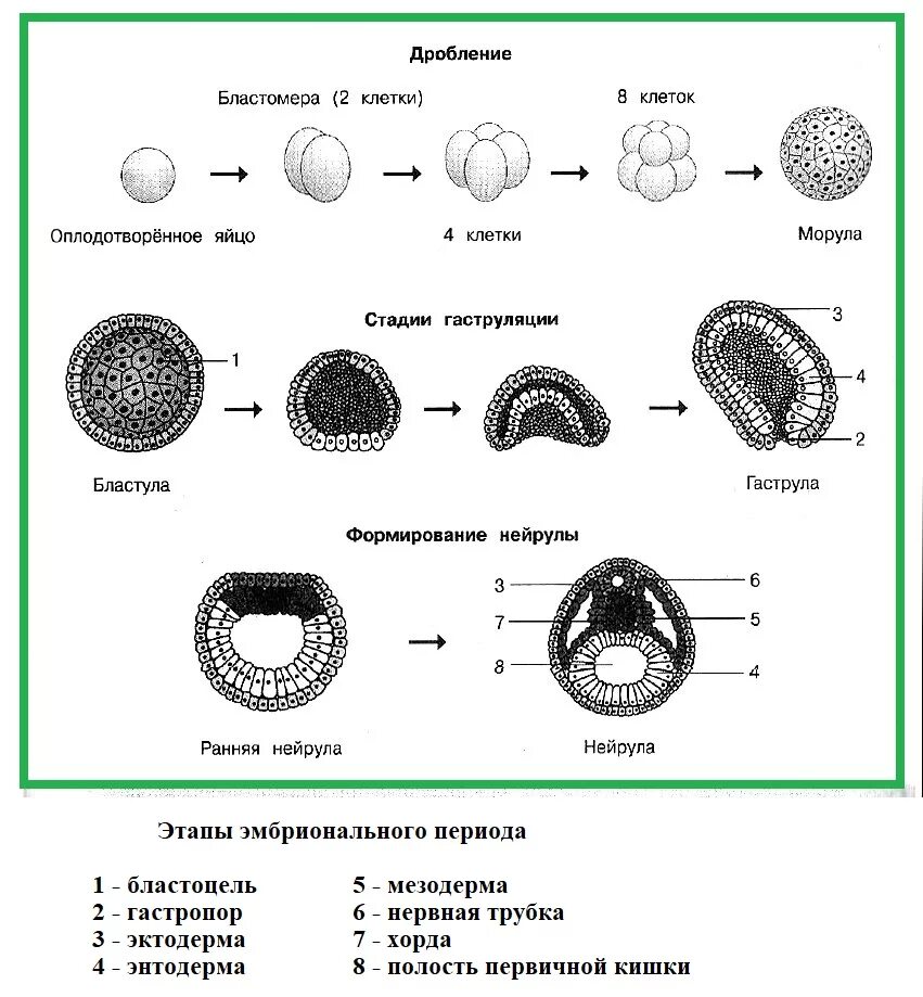 Как называется индивидуальное развитие человека. Онтогенез морула. Дробление зиготы схема. Эмбриональный период развития схема. Стадия дробления эмбриогенеза.