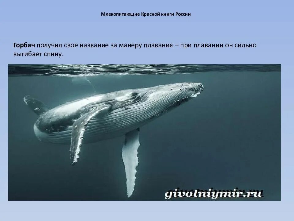 Млекопитающие занесенные в красную книгу. Млекопитающие красной книги. млекопитающие из красной книги россии. морские млекопитающие в красной книге. млекопитающие животные занесенные в красную книгу.