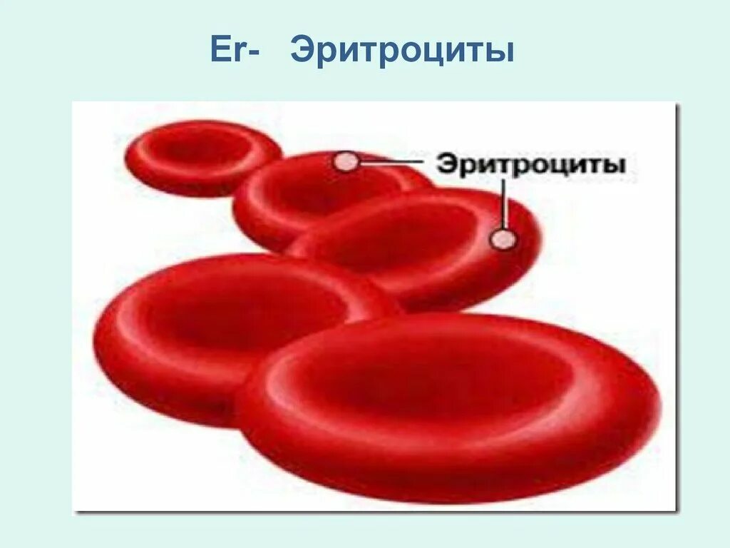 Строение эритроцита человека. Строение эритроцита человека схема. Эритроциты рисунок. Эритроцит схема строения.