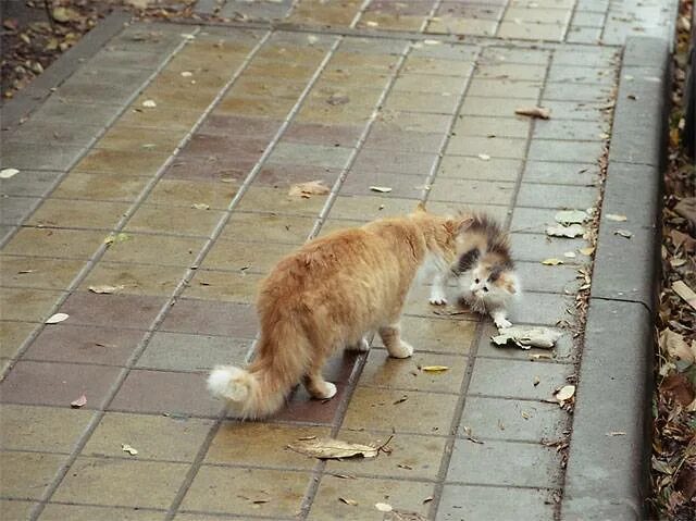 Кошка съела курицу живую. Кошки находят дорогу домой из незнакомого места. Убежала кошка может ли вернуться. Кошка в прыжке. Кот сбегает из дома.