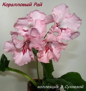 Коралловый рай