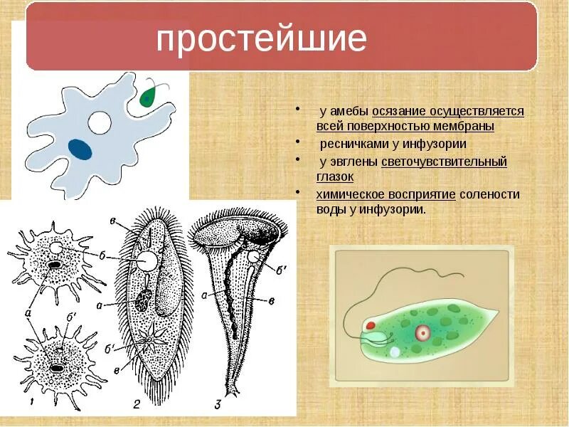 Кто был после простейших. Светочувствительный глазок у амебы эвглены и инфузории. Органы чувств простейших. Амеба и инфузория. Органы чувств амебы.