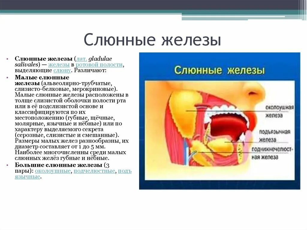 Воспаление малых слюнных желез. Воспаление малой слюнной железы. Малые слюнные железы расположены. Малые железы ротовой полости. Какую слюну вырабатывают