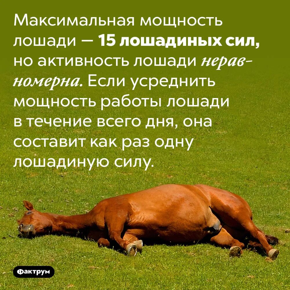 Сколько в человеке лошадиных. Лошадиная сила для лошадей. Мощность лошади. Сила лошади в лошадиных силах. Сколько лошадиных сил в лошади.