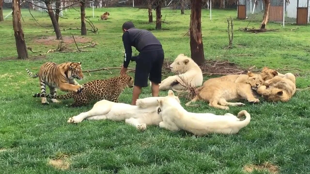 Центр амурский тигр. Спасение амурского тигра. Истощенный тигренок в приморском крае. Человек защищается от тигра. Тигр спас человека.