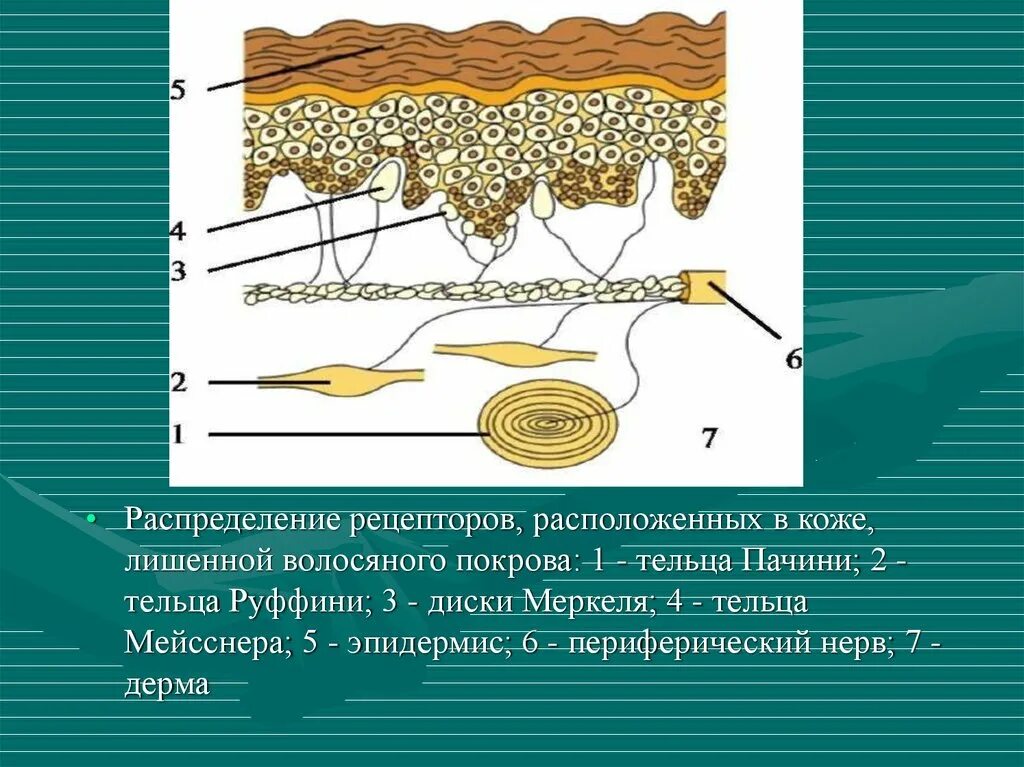 Рецепторы Руффини. Тельца Руффини. Тельца Руффини расположены. Распределение рецепторов в коже.