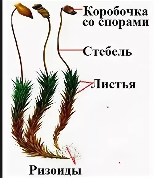 Рисунок коробочки со спорами. Рисунок коробочки со спорами. Рисунок коробочки со спорами. Спорогон сфагнума. Спорогон сфагнума.