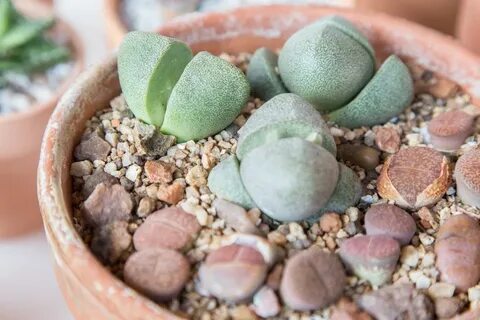 Rock planting