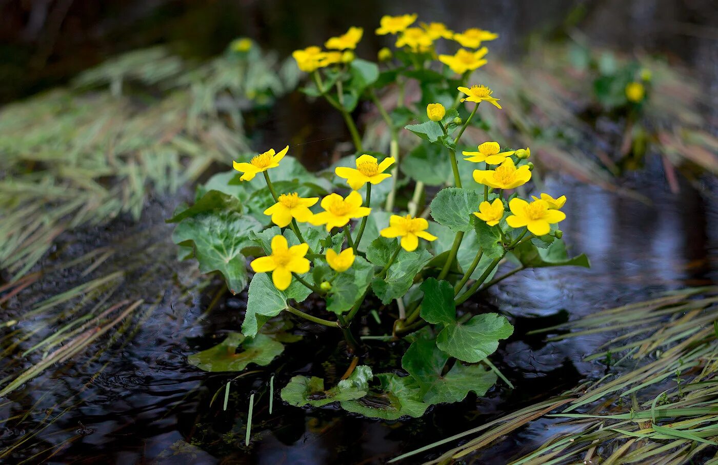 Растут в болотистой местности. Калужница Болотная (Caltha palustris). Калужница Болотная Cáltha palústris. Калужница Болотная (Caltha palustris l.). Калужница многолепестная.