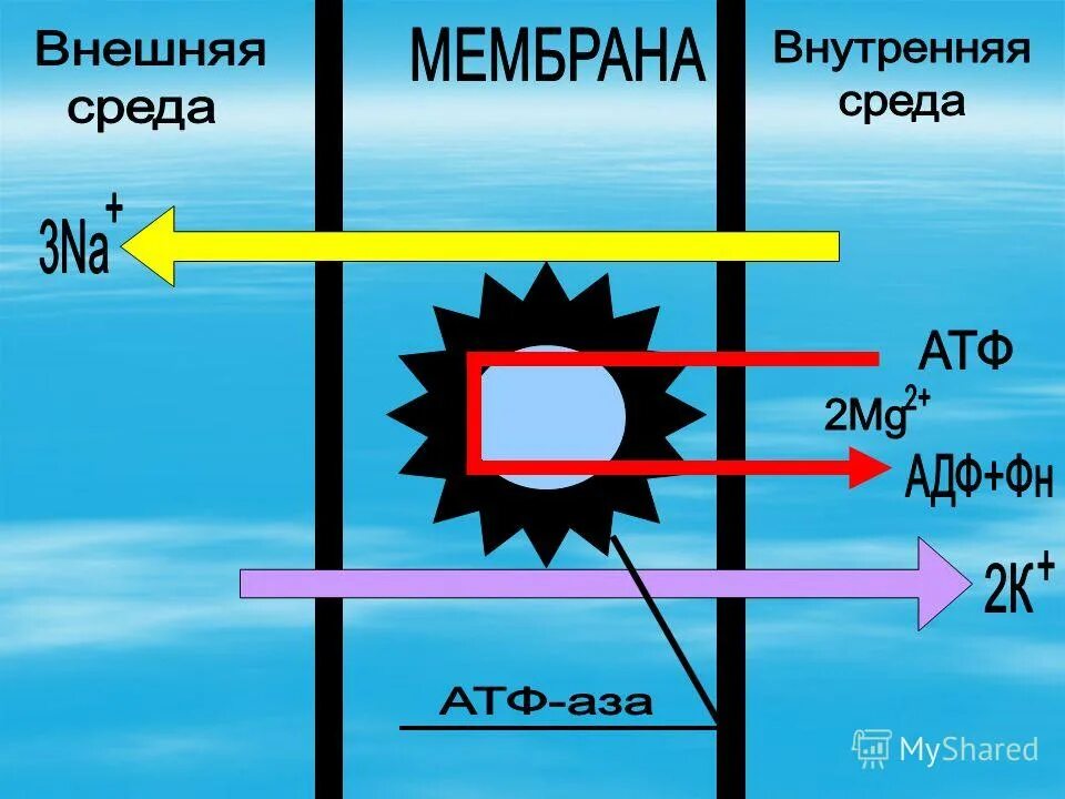 Круговорот воды в природе 8 класс биология. Перенос вещества картинка. Мировой круговорот воды перенос влаги подземный сток. Перемещение водяного пара. Вода перенос.