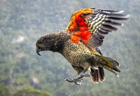 Зимний попугай 