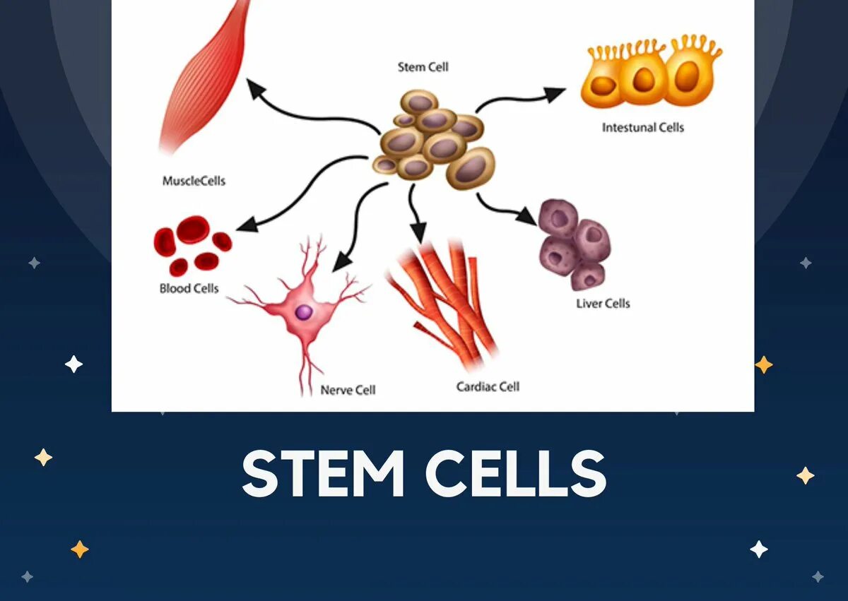 Дифференцировка стволовой клетки. Мезенхимальных стволовых клеток. Мезенхимальные стволовые клетки. Мезенхимальные стромальные стволовые клетки. Клетка способная захватывать