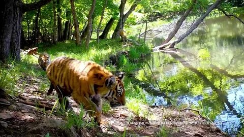 Tiger lake