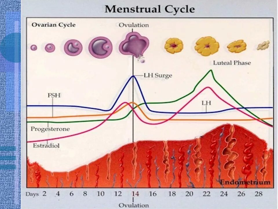 Какое время между циклами. Менструальный цикл. Цикл менструационного цикла. Фазы менструального цикла. Схема менструационного цикла.