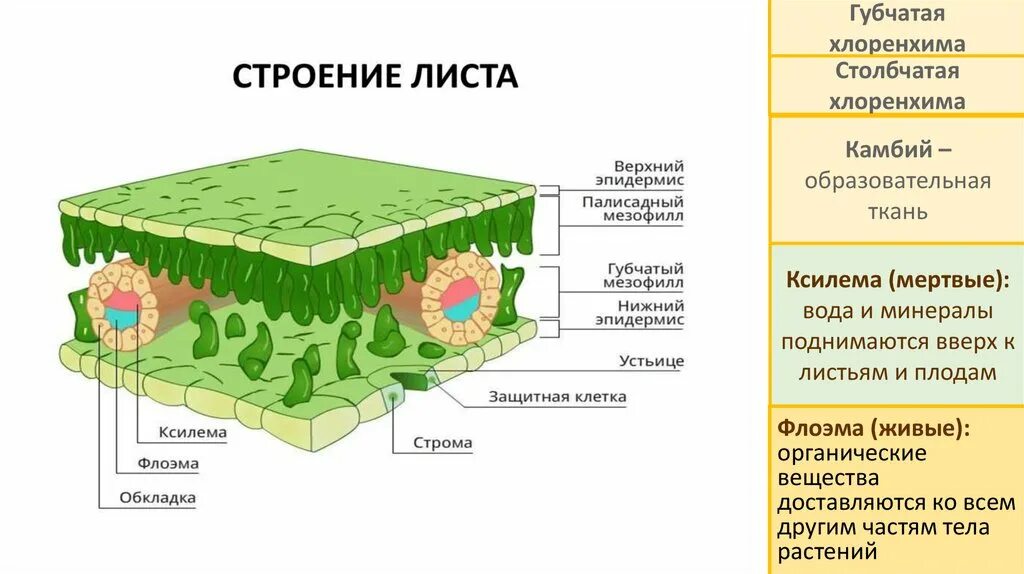 Губчатая ткань листа функции. Губчатая ткань листа функции