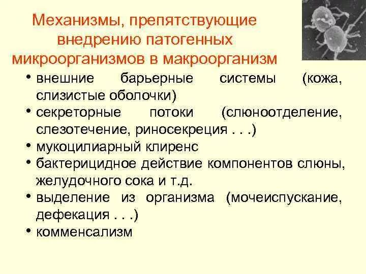 Инкубационный период туберкулеза. Пути проникновения патогенных микробов в организм человека. Механизмы патогенности микробов. Момент внедрения патогенных микроорганизмов. Совокупность биологических реакций происходящих.
