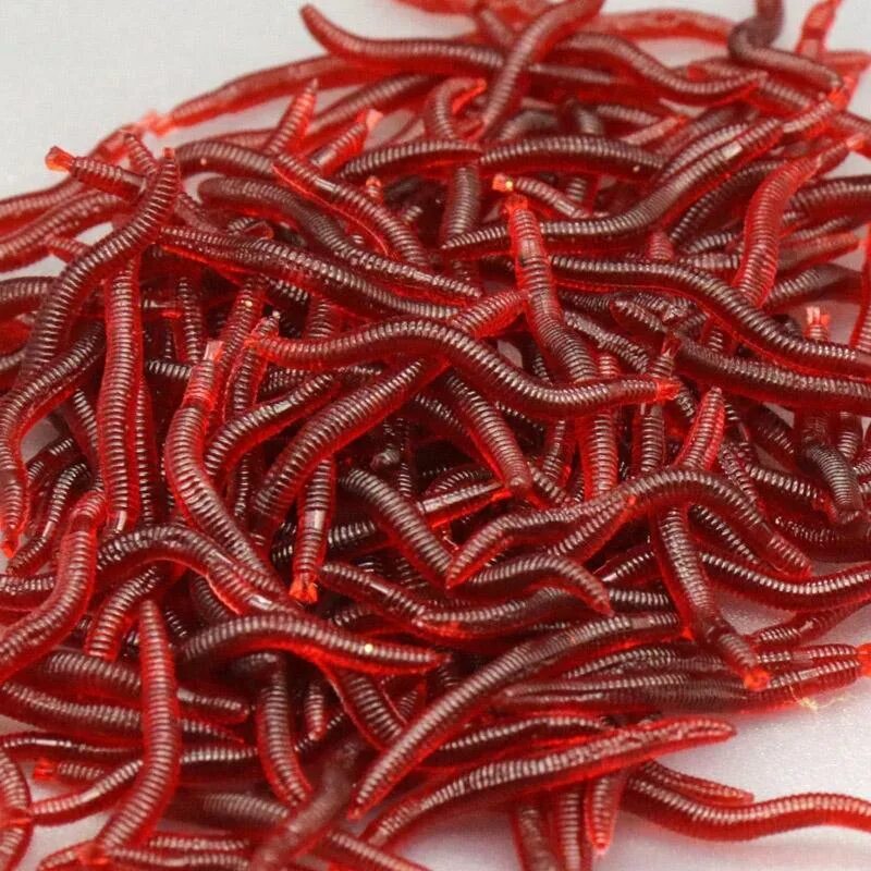 Best worm