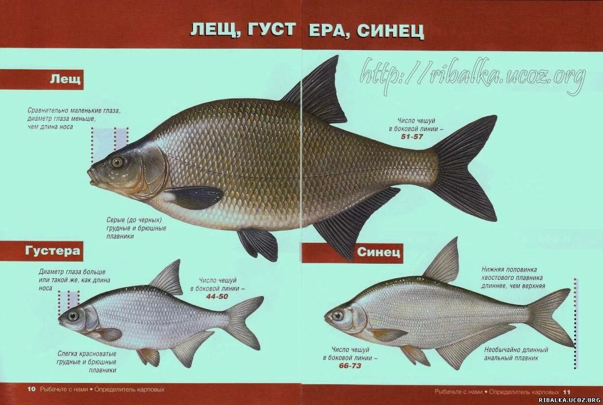 Рыбы похожие на буквы. Густера подлещик синец отличия. Лещ синец густера. Отличие густеры от подлещика. Синец густера лещ отличия.