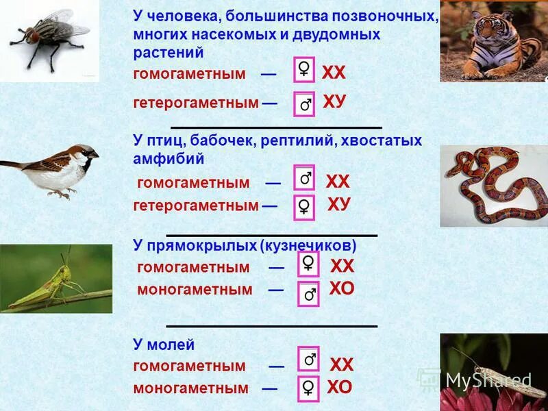Какой пол называют гомогаметным гетерогаметным приведите примеры Гомогаметный пол хромосом