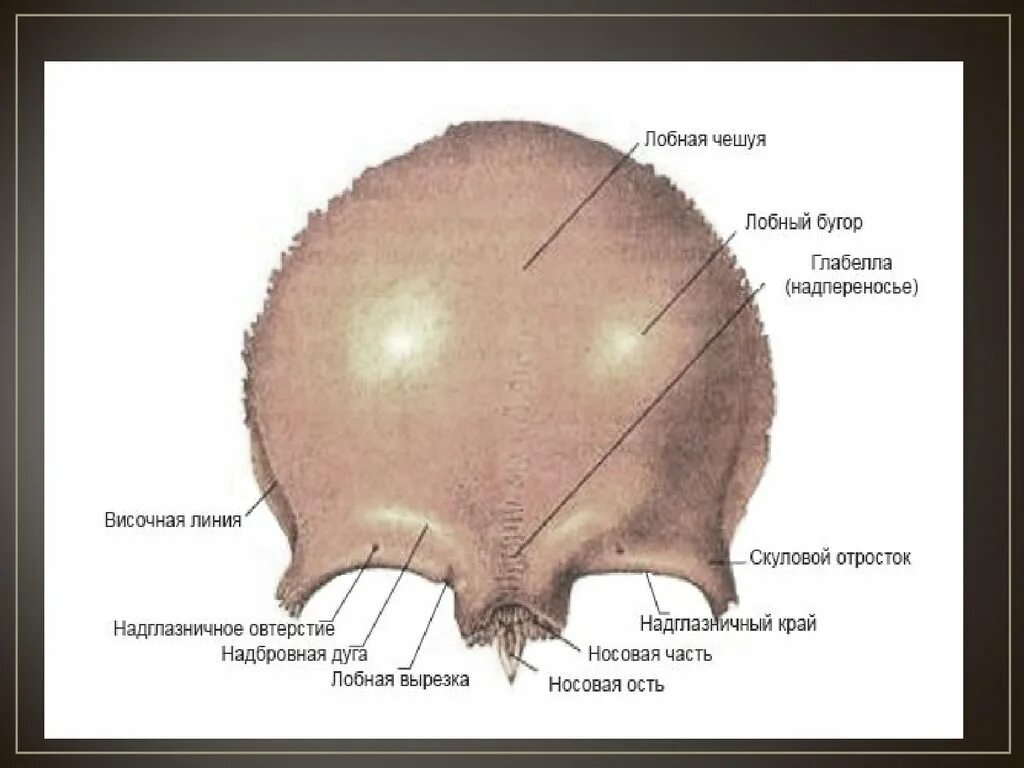 Лобные латынь. Кости черепа лобная кость. Анатомия лобной кости черепа. Лобная кость анатомия человека. Лобная кость Бугры.