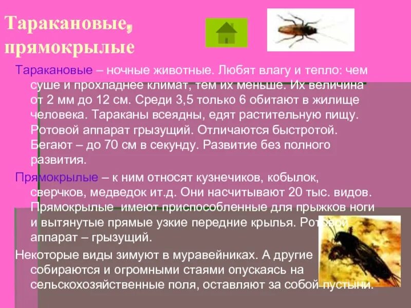 Прямокрылые насекомые представители. Отряд прямокрылые характеристика. отряды насекомых прямокрылые. отряд прямокрылые представители. таракановые прямокрылые.