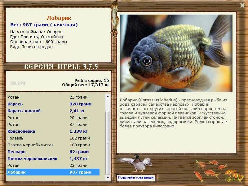 Деревенские просторы карась серебряный. Трофейный карась серебряный. Пигус рыба. Рыба рода плотвы 7. Обыкновенная плотва рыба.