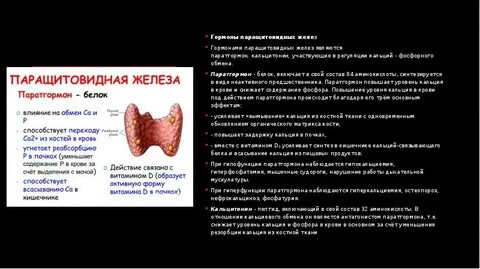 Паратгормон и кальций