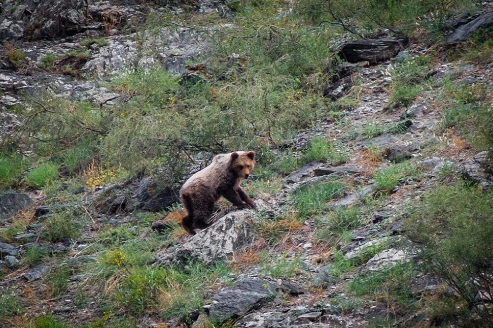 Звериная тропа в лесу. Косуля самурский лес. Тропа в тайге. Следы на траве. Тропа животных.