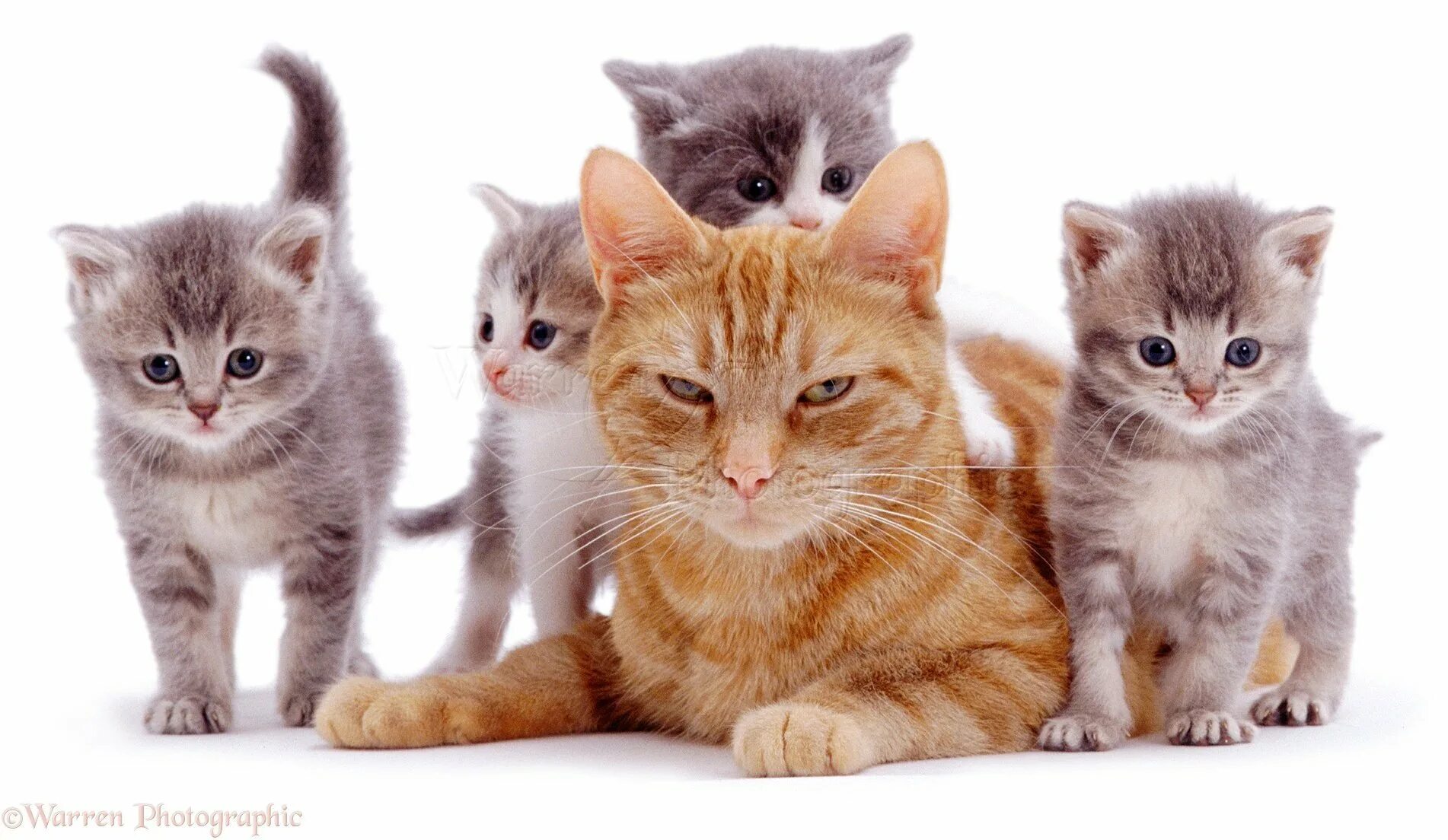Котики в ряд