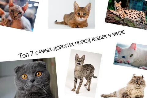 Топ 10 кошачьих