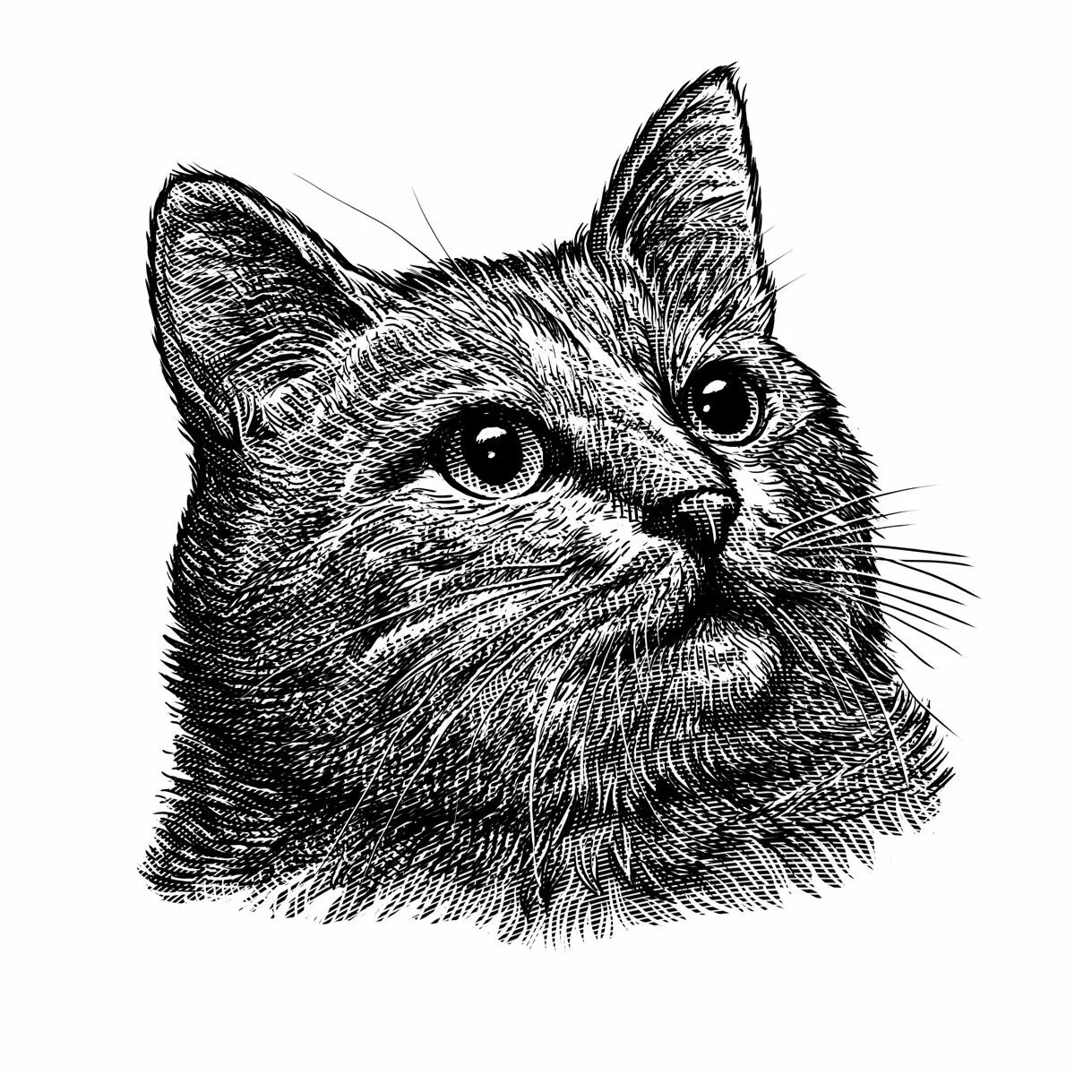 Линогравюра кот. Гравюра котик. Коты гравюра. Кот царя алексея михайловича гравюра. Эстамп кошка.