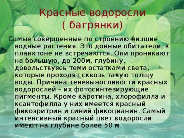 Биология водоросли сообщение. Сообщение о водорослях. Водоросли биология презентация. Биология сообщение про водоросли. Красные водоросли биология.