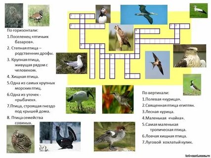Название птицы сканворд