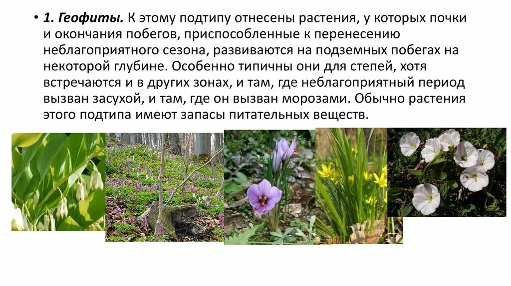 Закаливание растений. Дыхательные органы растений. Закалка растений. В чем заключается этот процесс для растений. Ьос т и развитие растений.