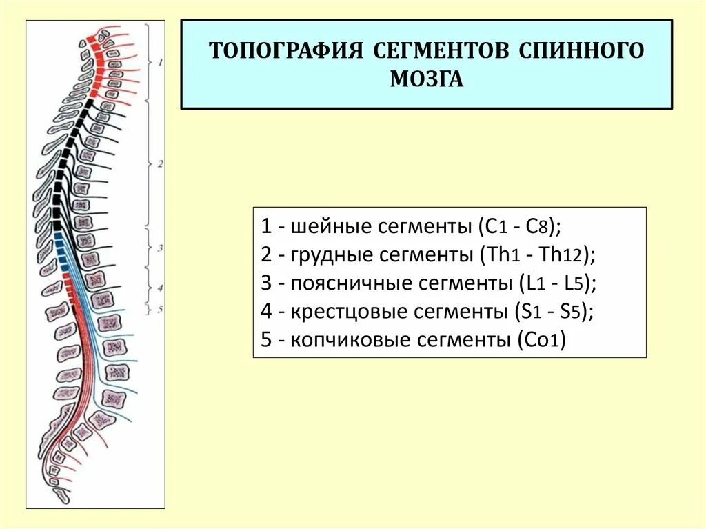 Сегменты кратко. Обозначение отделов спинного мозга. Сегмент спинного мозга с обозначениями. Обозначить отделы спинного мозга. Шейный отдел спинного мозга схема.