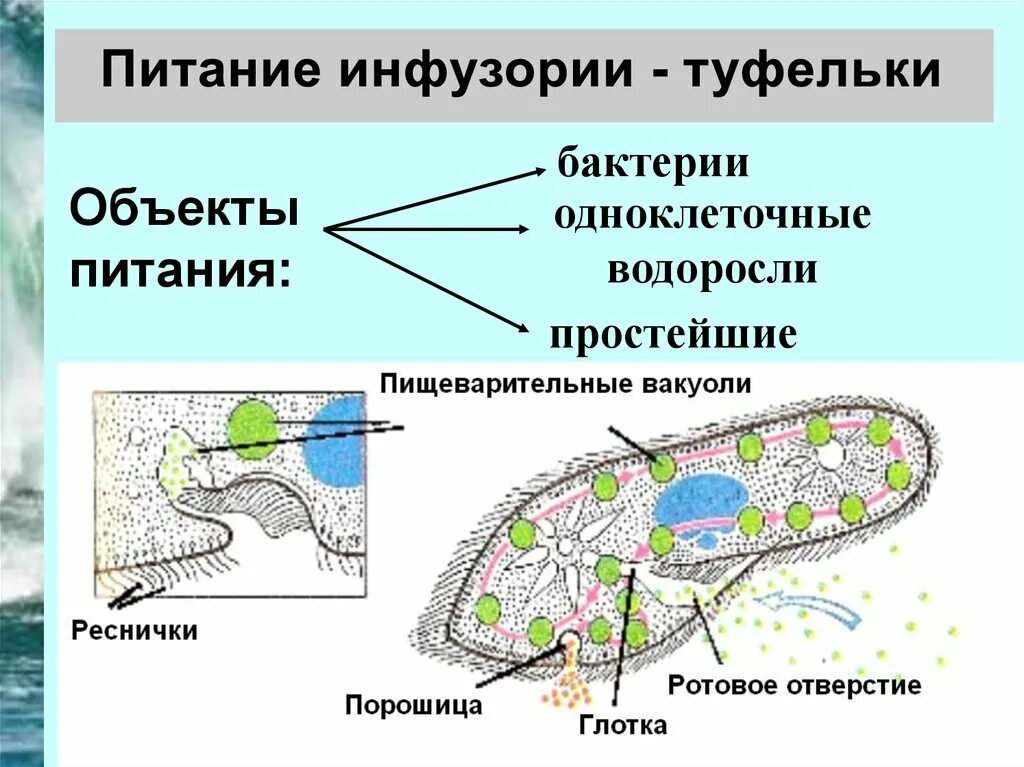 одноклеточные способы питания. простейшие организмы. раковинные корненожки представители. питание эвглены зеленой. амёба обыкновенная 5 класс биология.