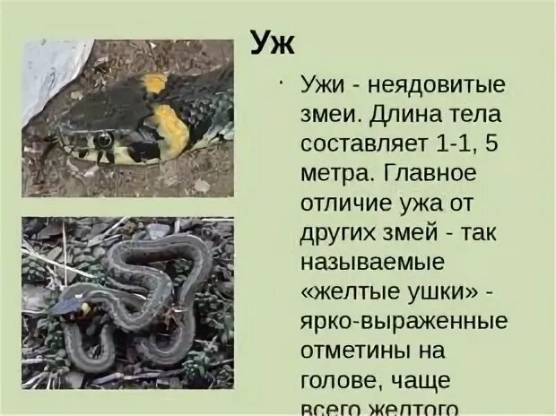 Гадюка окружающий мир 3 класс рабочая тетрадь