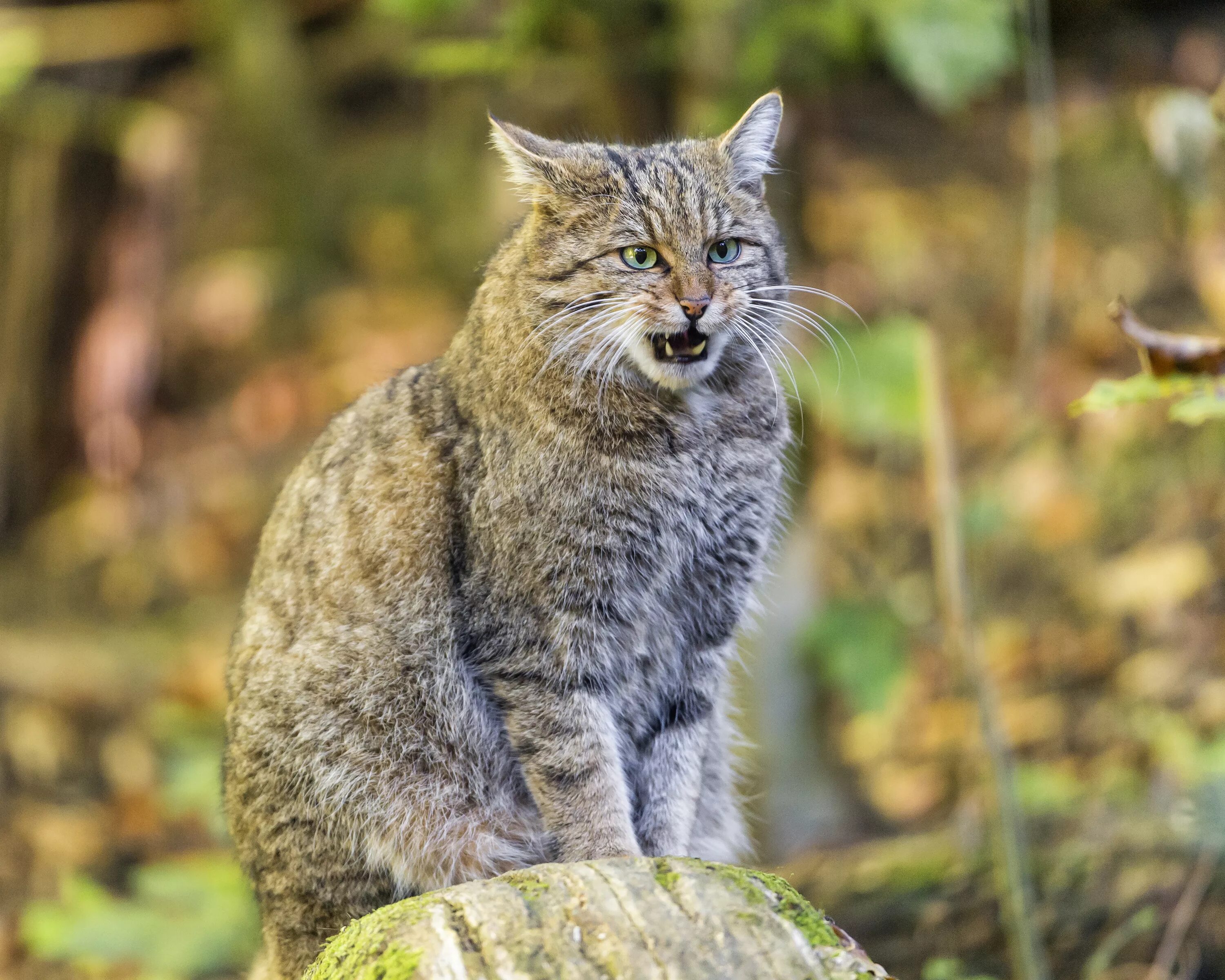 Дикие кошки котов. Кавказская Лесная кошка Felis Silvestris Caucasica. Европейский Лесной кот камышовый. Сибирская Камышовая кошка. Сибирский камышовый кот.