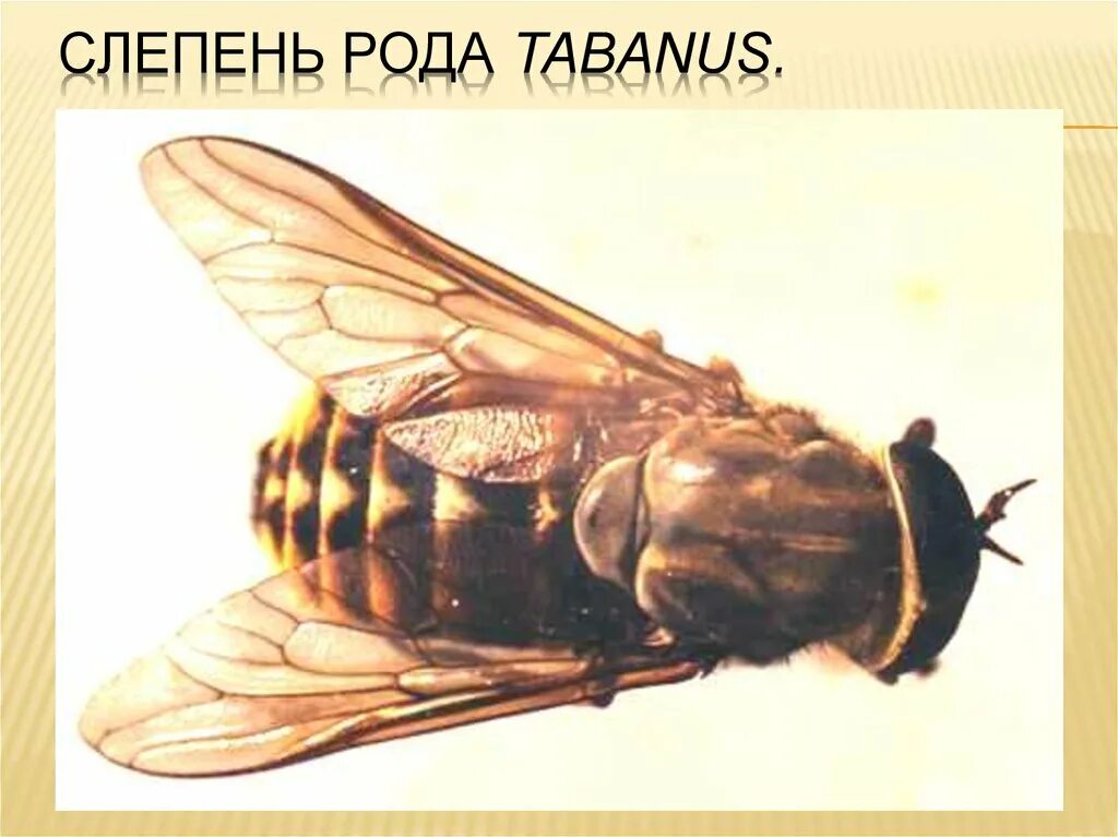 Королевский Овод. Королевский слепень. Паут Овод слепень. Слепень Tabanus chrysurus.