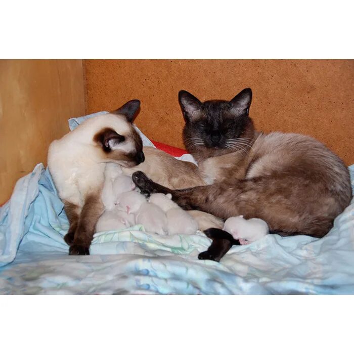 Беременность у сиамских кошек. Сиамские котята с рождения.