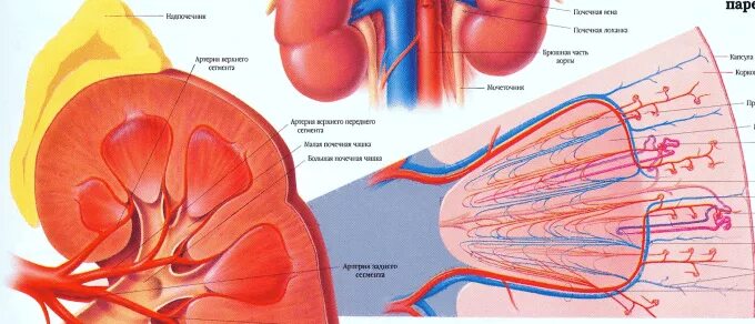 Будет расширена тем самым. Строение паренхимы почек. Строение паренхимы почки анатомия. Анатомия чашечно-лоханочной системы почек. Анатомия ЧЛС почки.