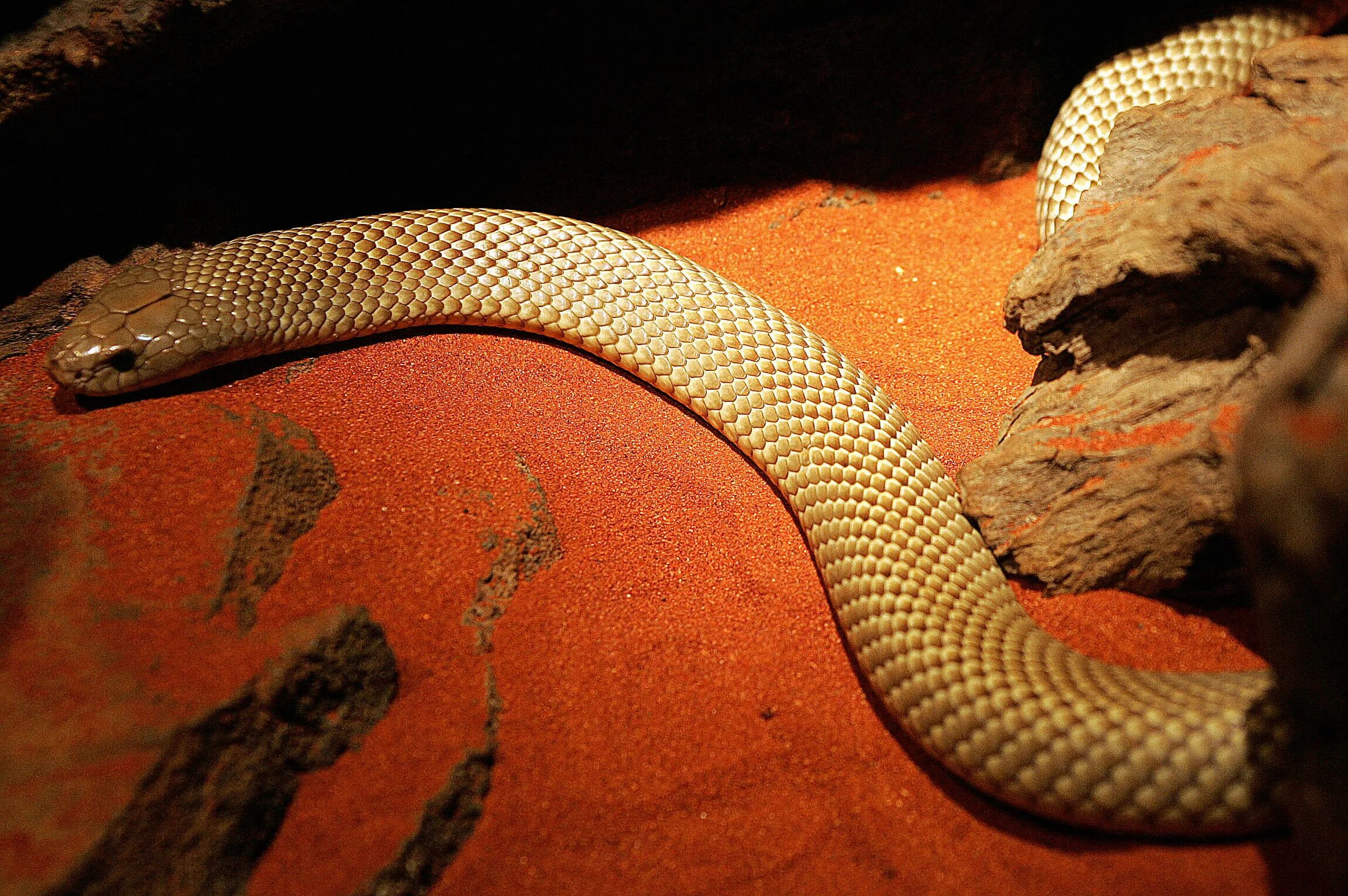 Мулга размножение. Мулга гиф. Мулга питание. Deadly Snakes of Australia. В змеиной шкуре новы