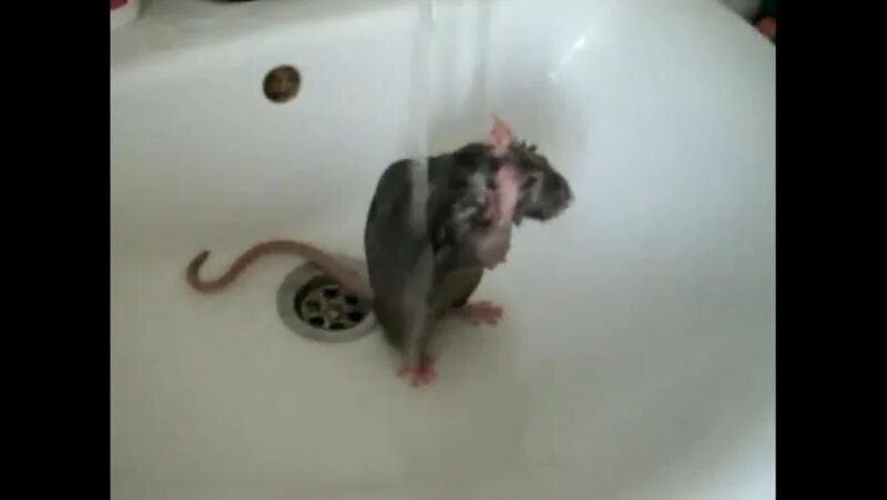 Можно ли мыть мышь