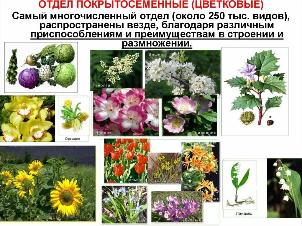 Цветковые растения включают два класса. 3 Покрытосеменных растений. Покрытосеменные цветковые растения. Отдел покрытосеменных (цветковых)растений. Представители покрытосеменных цветковых растений.