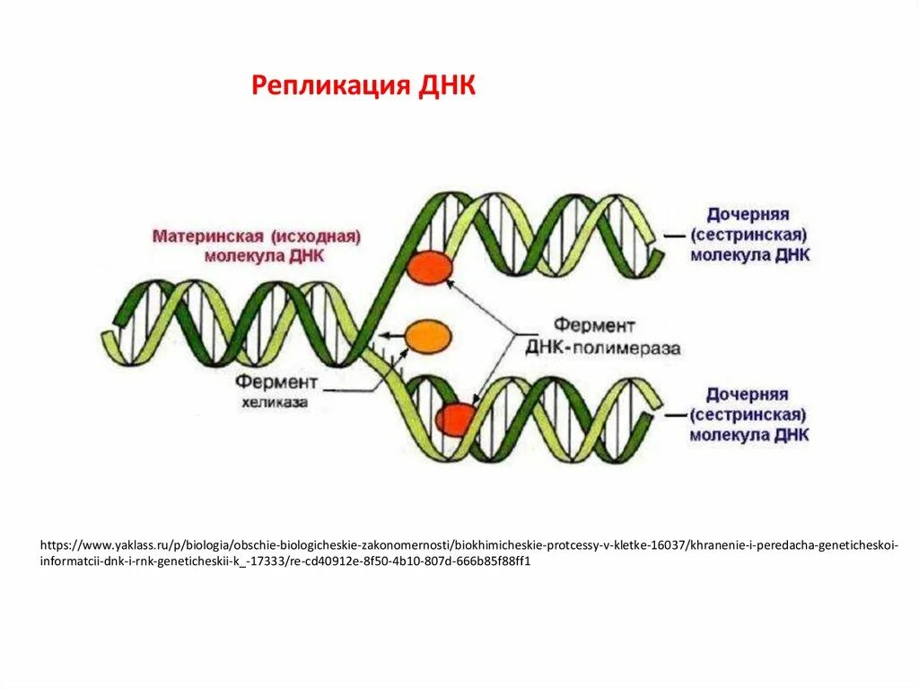 Механизм репликации ДНК схема. Этапы репликации ДНК схема. Репликация ДНК схема ЕГЭ биология. Этапы механизма редупликации ДНК.