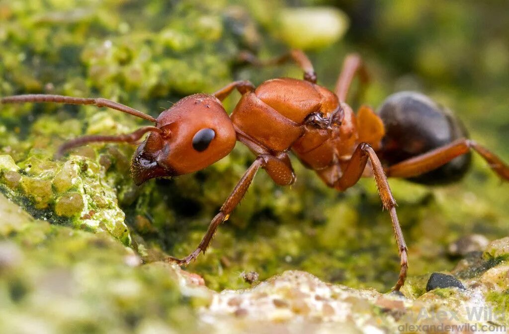 Формика сангвинеа. Formica sanguinea муравьи. Муравьи Формика Руфа. Луговой муравей (Formica pratensis). Обиженный муравей