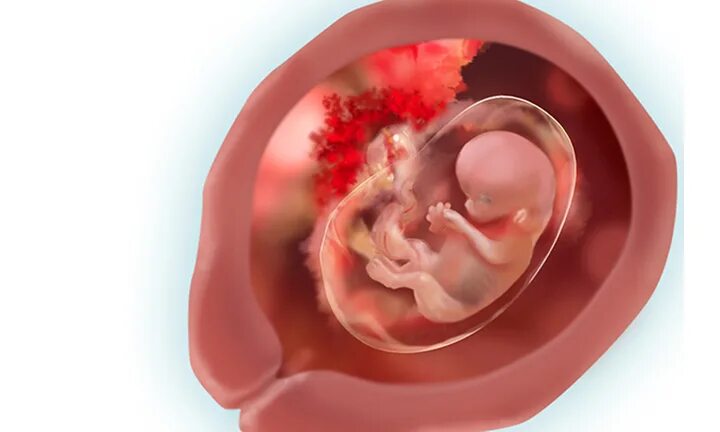 Плод на 11 неделе беременности. Эмбрион на 11 неделе беременности. Размер ребёнка в 12 недель беременности. Эмбрион ребенка по неделям беременности 11 недель. Как выглядит плод в 11.